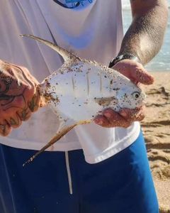 Reeled In This Amazing Fish Today