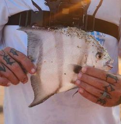 NSB Unpredictable Bounty