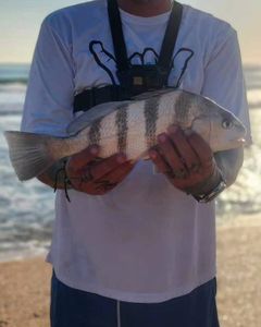 Black Drum Delight In NSB, FL