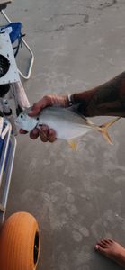 New Smyrna Beach Silver Torpedoes
