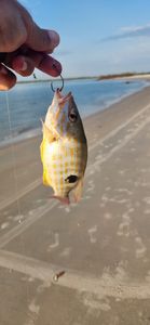 Snapper Delight Caught In Florida Waters