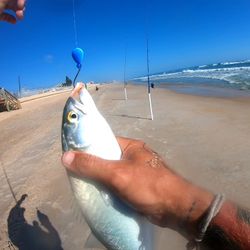 Bluefish 
