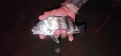 Sheepshead Delight In NSB, FL