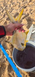 Best fishing at New Smyrna Beach