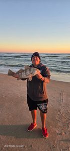Angler with a black drum fish in Florida