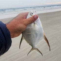 Palometa