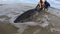 A lone fisherman catching a 78-inch fish in Florida
