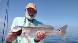 Redfish from Homosassa, Florida