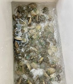 Scenic view of Weeki Wachee