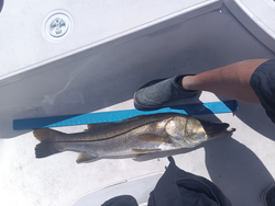 Caught a nice one!