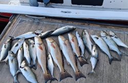 15 bluefish and spanish mackerel caught in FL