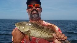 Fisherman catches a 13-inch Gag Grouper in FL
