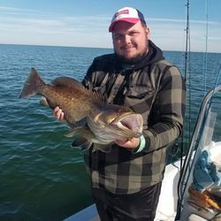 Gag Grouper, 16 inches, fishing in FL