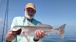 Redfish caught in FL