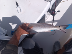 Redfish on the line in Weeki Wachee's clear waters!