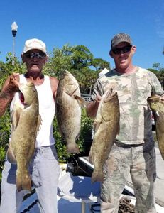 Three gag grouper, fishing in FL