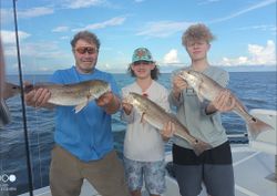 Three redfish caught while fishing in Weeki Wachee
