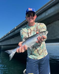 Coho salmon catch displayed near bridge in Fort Worth TX