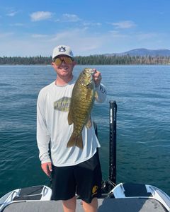 Smallmouth bass catch on boat in Fort Worth TX lake with forested shoreline