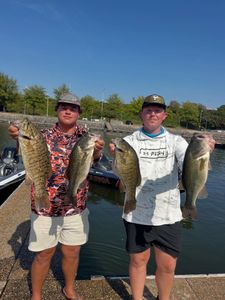 Four smallmouth bass caught fishing in Fort Worth TX displayed at boat dock