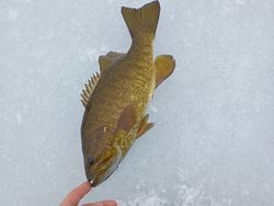 The beauty of the Smallmouth Bass on display!