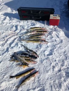 4 chain pickerel caught while fishing in NY