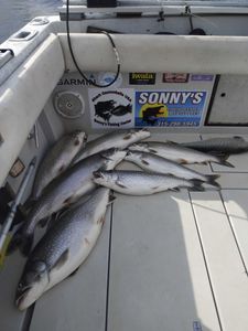 4 lake trout and bull trout in Pulaski