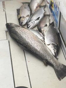 Four Atlantic salmon and rainbow trout caught in Pulaski