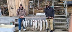 4 rainbow trout, great barracuda, and chinook salmon caught in pulaski