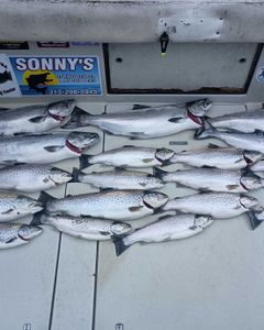 9 chinook salmon, spotted weakfish, greater amberjack, rainbow trout, and sea trout fish caught in NY