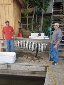 2 bluefish caught while fishing in Pulaski