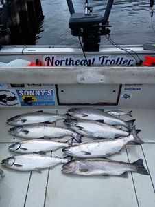 Five coho and chinook salmon, along with a rainbow trout, caught while fishing in Pulaski