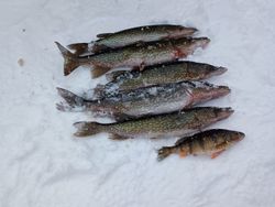 Four southern black bream and chain pickerel fish in New York