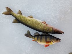 Two chain pickerel fish caught in NY