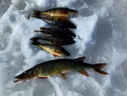 Four chain pickerel caught while fishing in NY