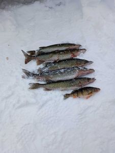 4 chain pickerel fish caught in NY