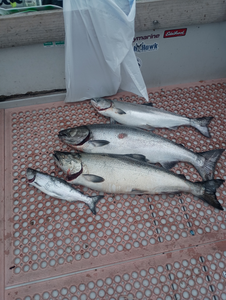 Three Chinook salmon caught while fishing in NY