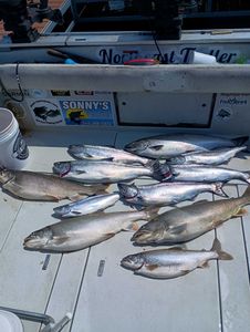Chinook salmon and lake trout caught in NY