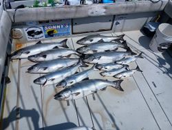 Five chinook salmon and bluefish caught while fishing in NY