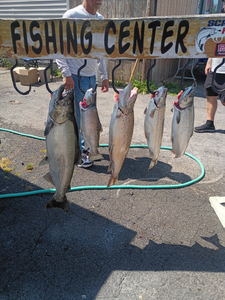 5 Chinook Salmon caught while fishing in Pulaski
