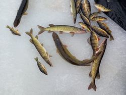 5 northern pike and chain pickerel fish caught in NY