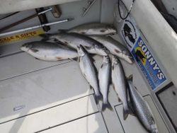 7 brook trout and bull trout fish caught in Pulaski