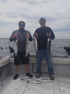 Three rainbow trout caught while fishing in New York