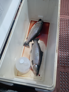 Huge Rainbow Trout hooked on a perfect afternoon in Pulaski!