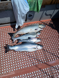 Two coho and chinook salmon in NY