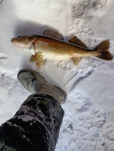 A sauger fish caught in Pulaski