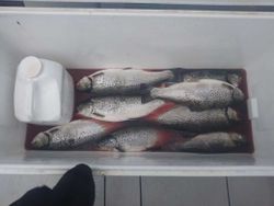 4 sea trout caught while fishing in Pulaski