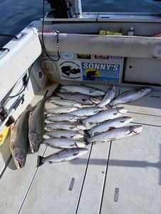 Seven rainbow trout and atlantic salmon caught while fishing in New York