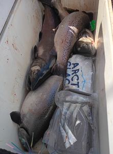 Two anglers fishing in Pulaski