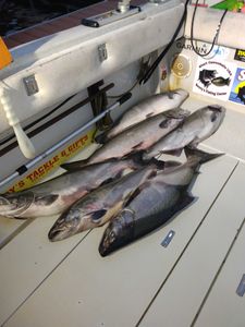 Three Chinook Salmon caught while fishing in NY